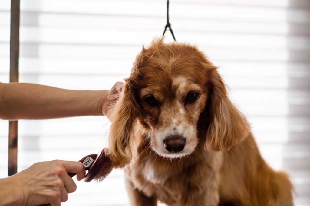 A groomer brushing a dog to remove loose fur